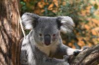 Koala - Ouwehands Dierenpark