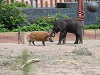 Olifantje Bumi &amp; penseelzwijn - Ouwehands Dierenpark