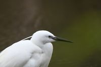 Kleine zilverreiger